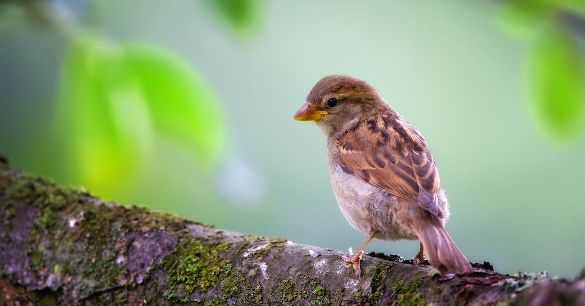 birding happiness