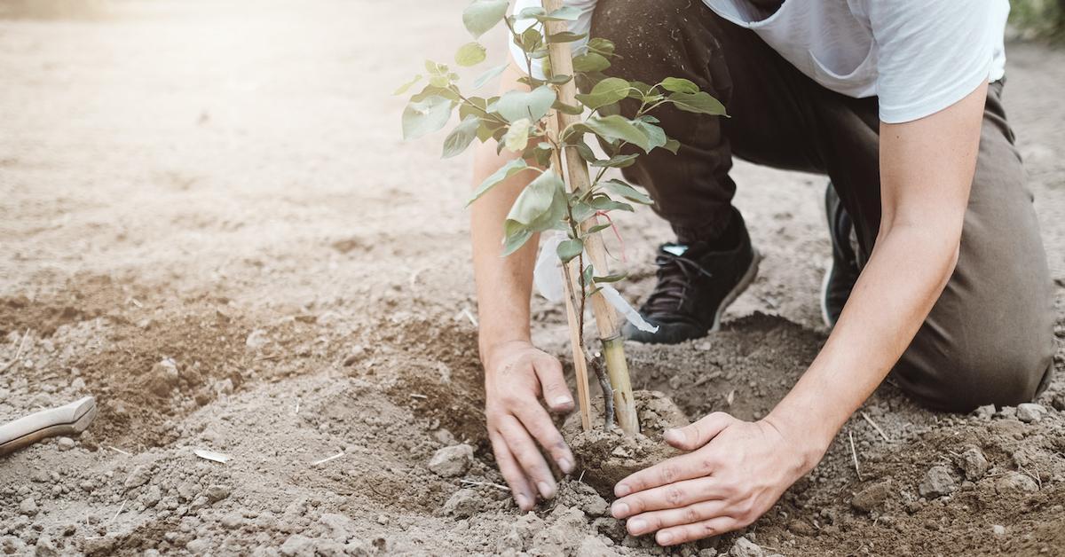 plant tree