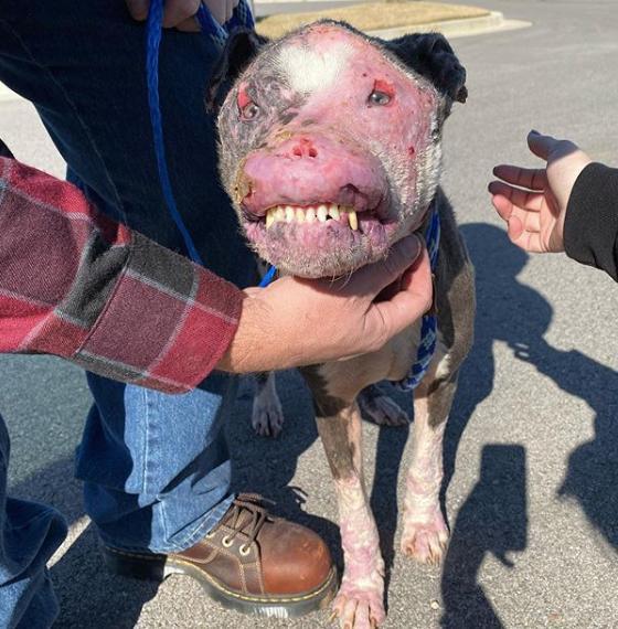 A Heartwarming Journey: Disfigured Dog Finds Love and Healing Through ...