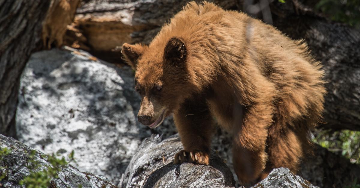 yosemite bears