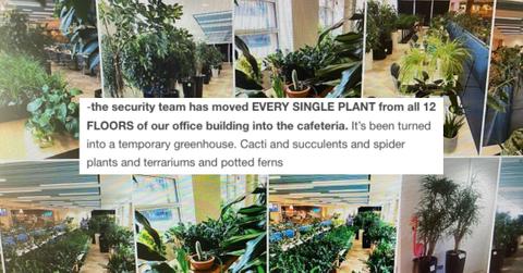 featured office plants