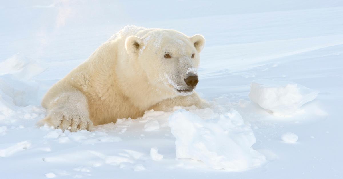 polar bear cannibalism