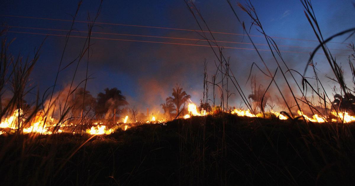 amazon rainforest fire