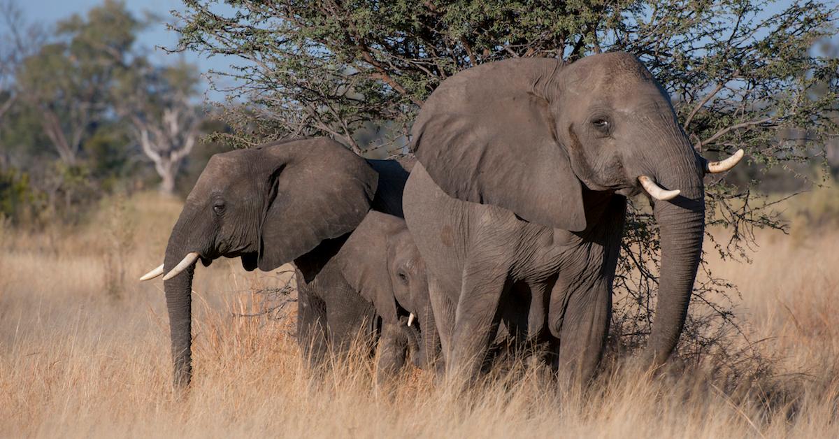 Elephant hunting licenses sold in Botswana after five-year ban