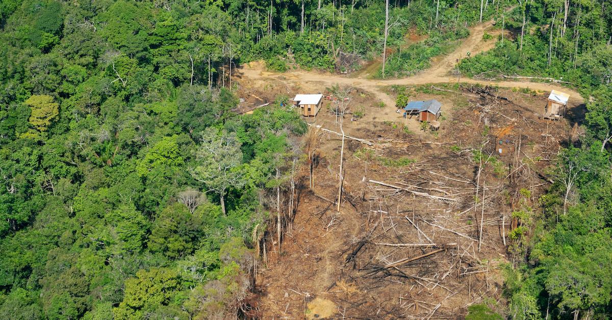 Effects of deforestation essay picture