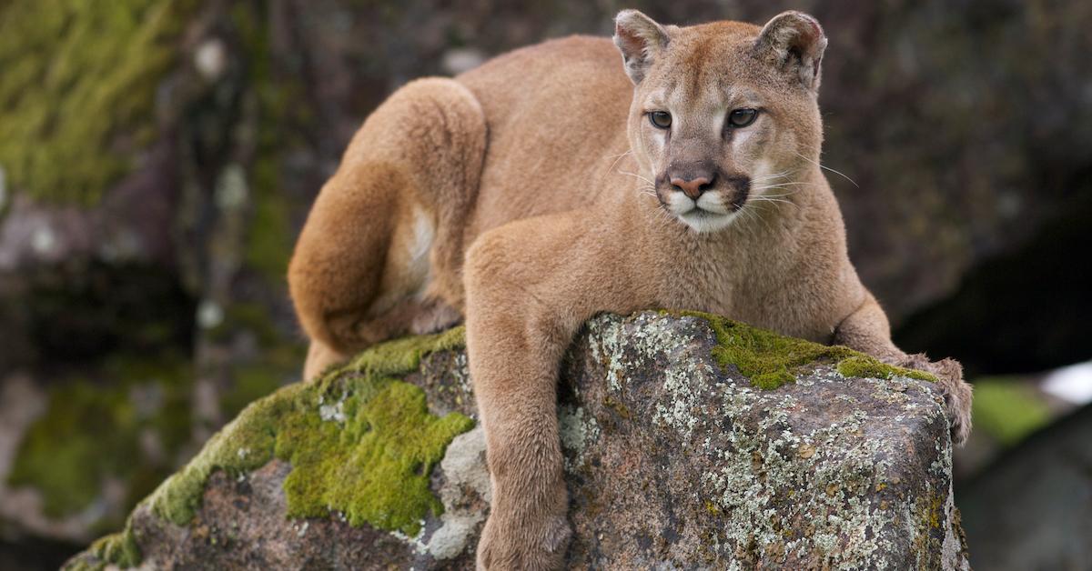 mountain lion