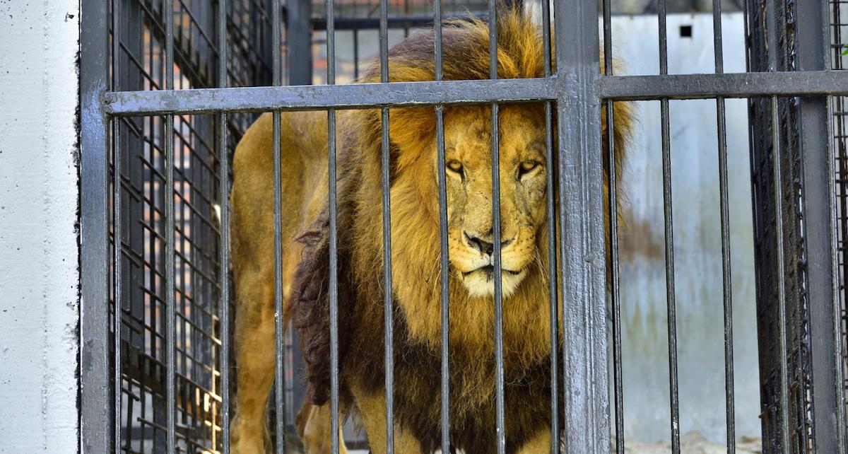 france wild animals traveling circus