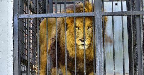 france wild animals traveling circus