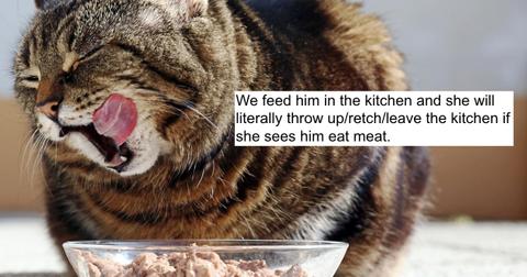 featured-vegan-cat-food-1589393816702-1589547595190.jpg