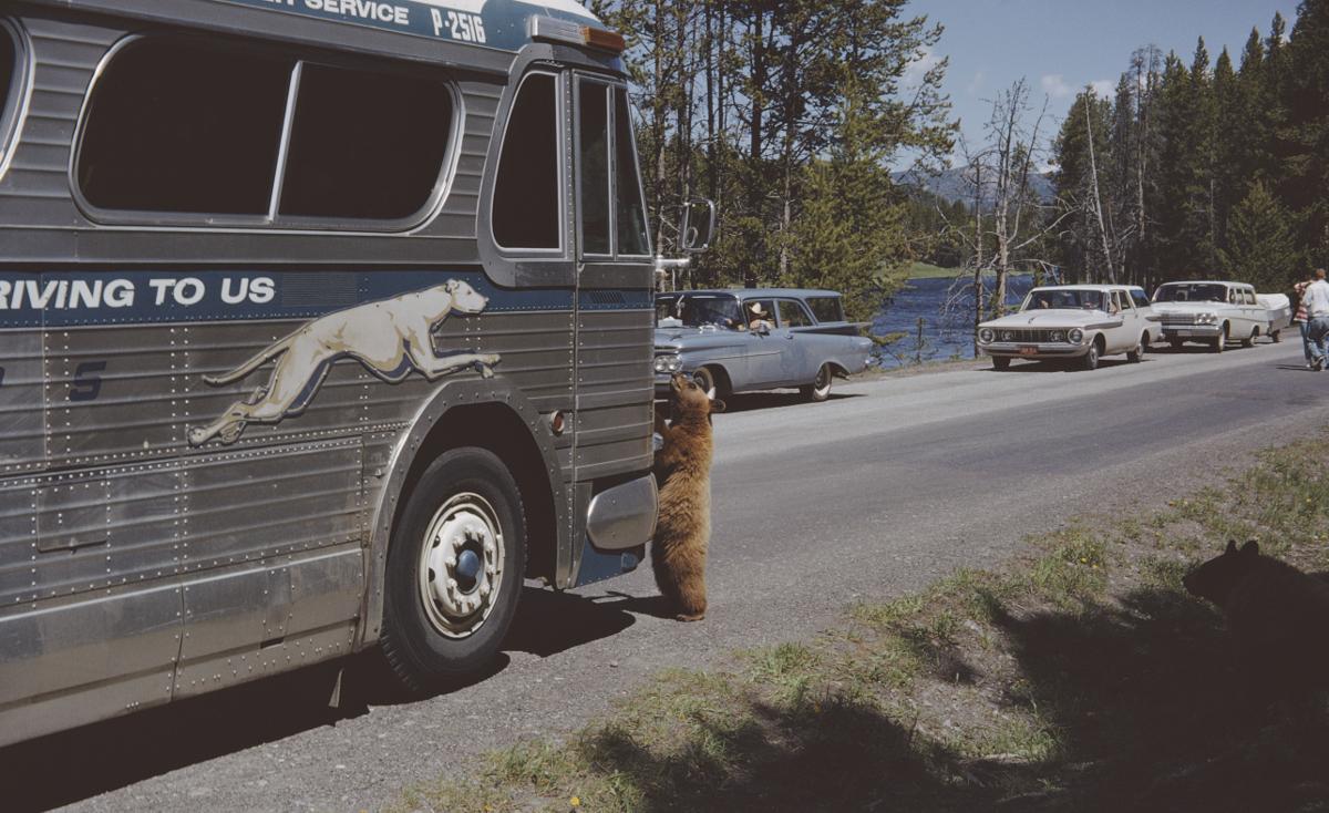 greyhound bus runaways