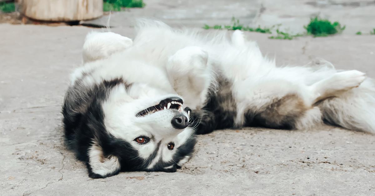 dog happy showing belly