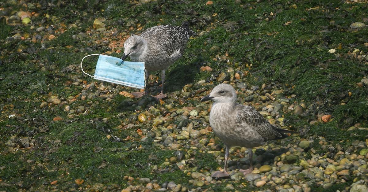 seagull discarded face mask