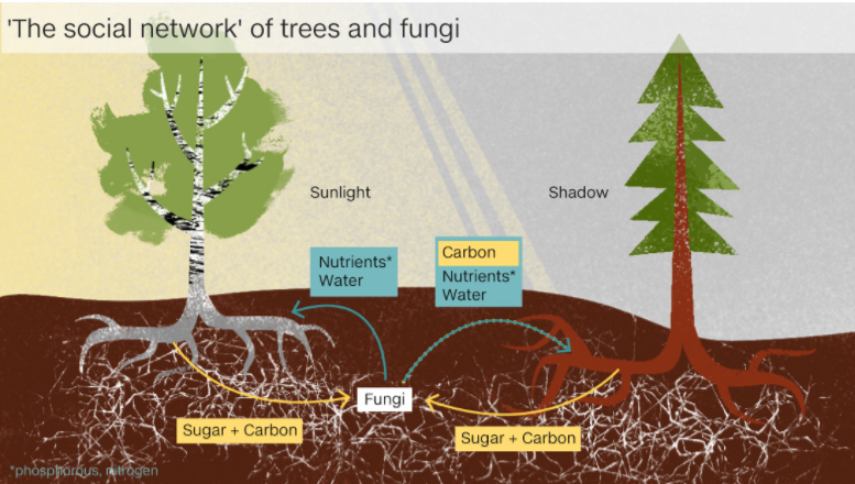 Discover how trees secretly talk to each other using the 