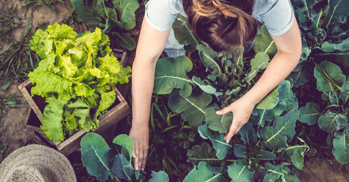 coffee grounds garden