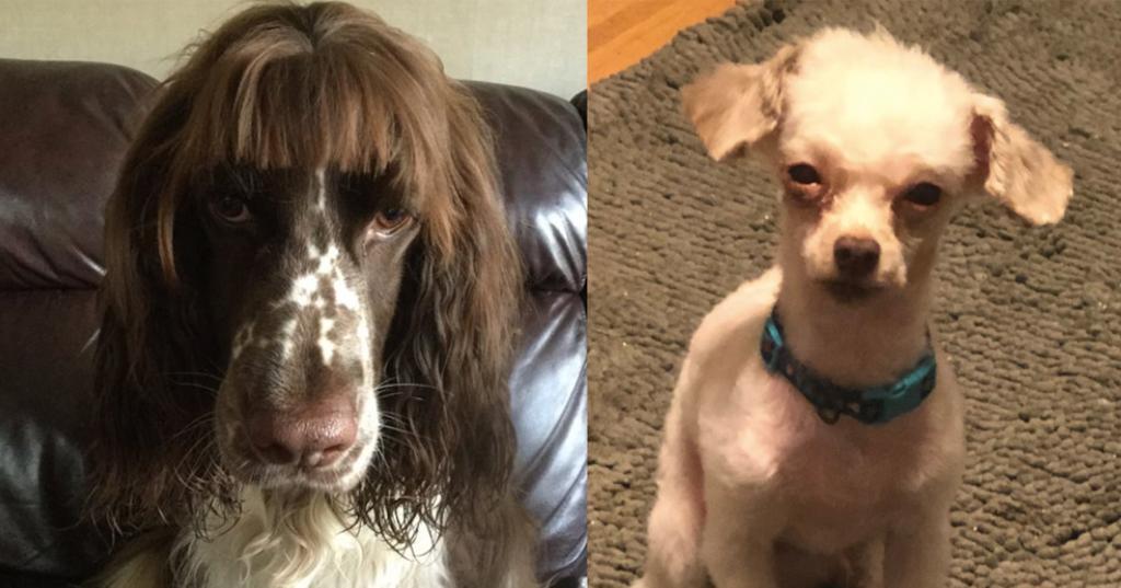 featured dog haircuts