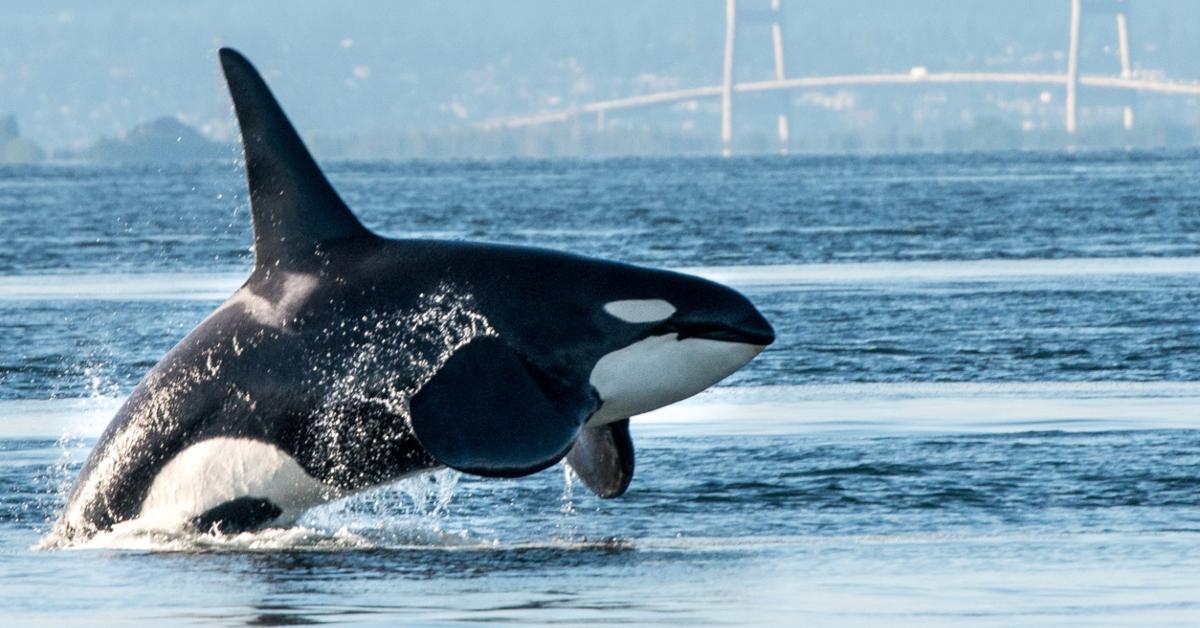 featured orcas