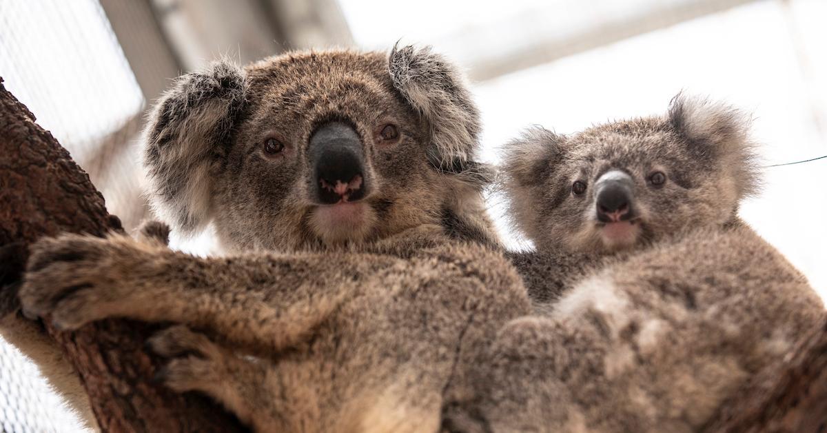 koalas returning to wild