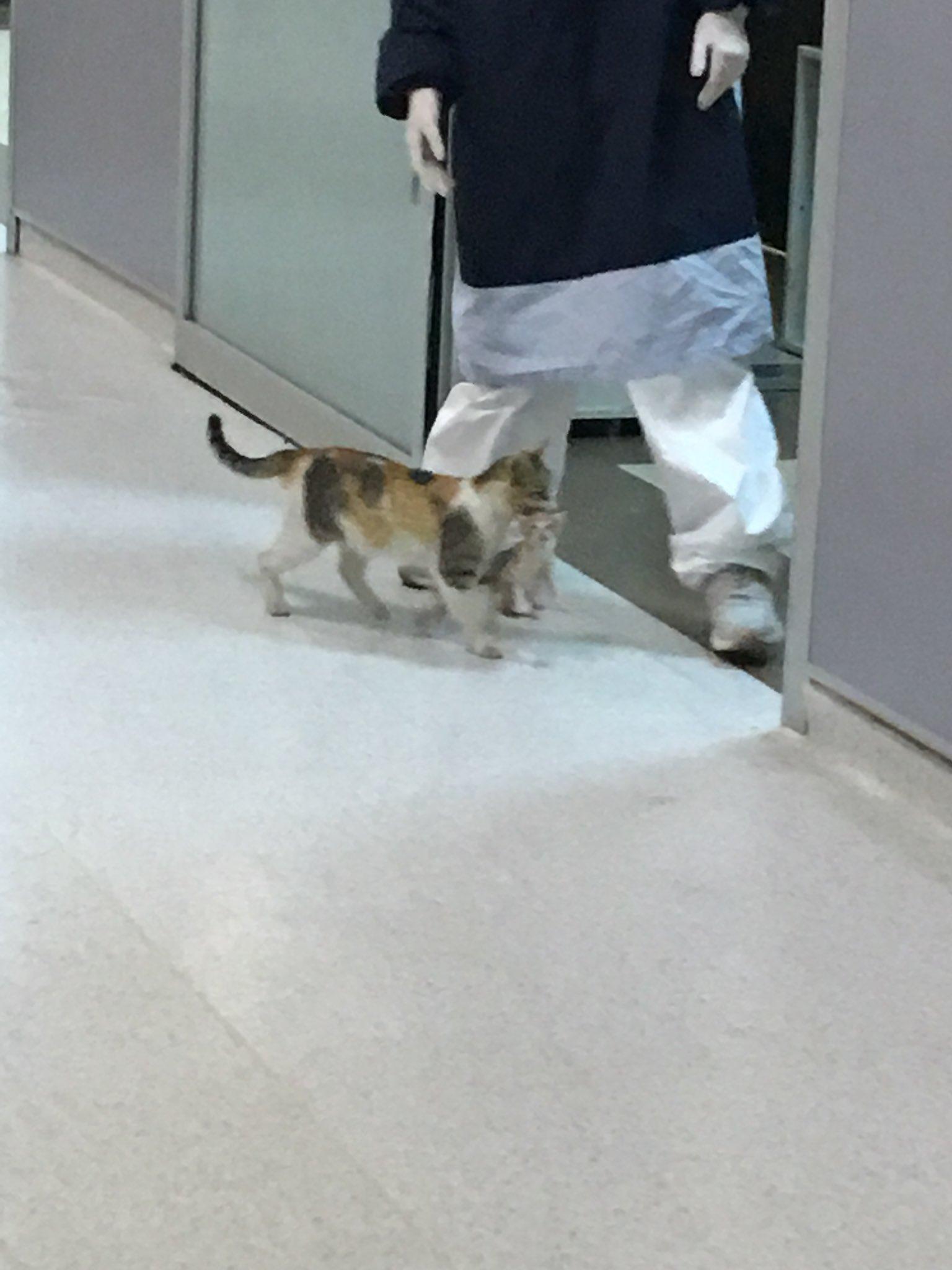 cat hospital