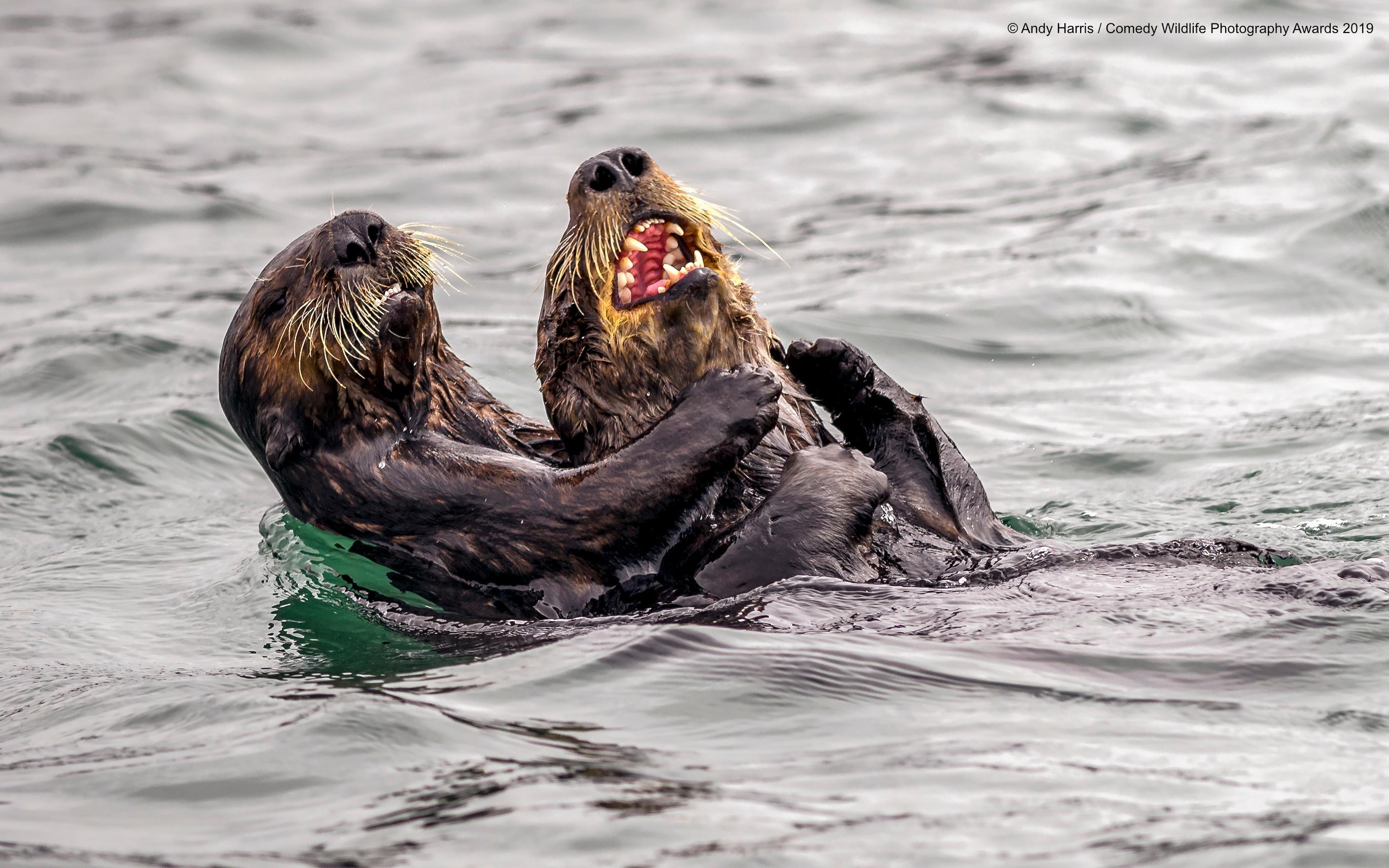 andy harris_sea otter tickle fight_