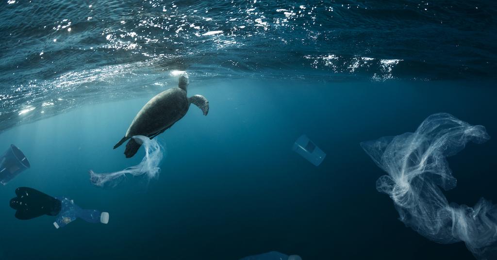 Does eating plastic kill sea turtles? 1 in 5 die from eating plastic