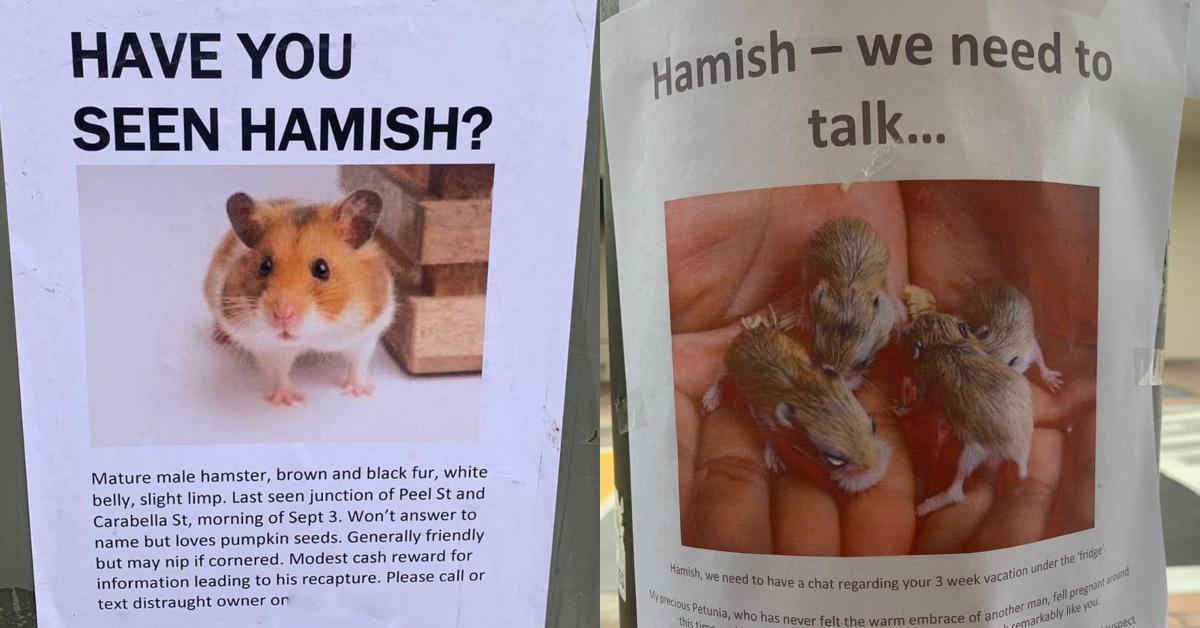 Веб чат хамстер. Hamster транскрипция. СЭД Хамстер фото. Гоу Хамстер. Save the Hamster.