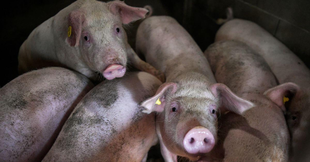 pigs pork ban drug