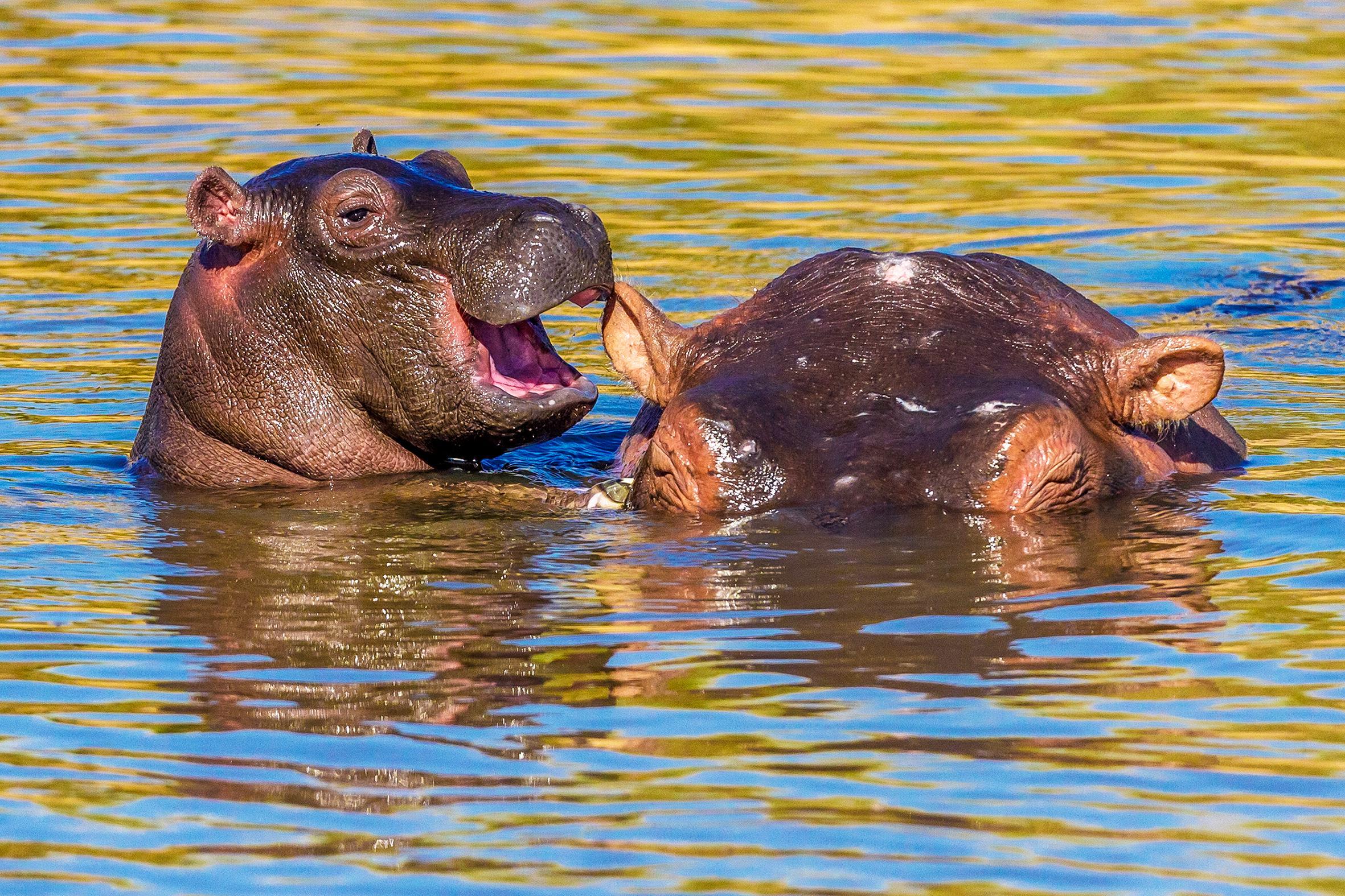 manoj shah_laughing hippo_