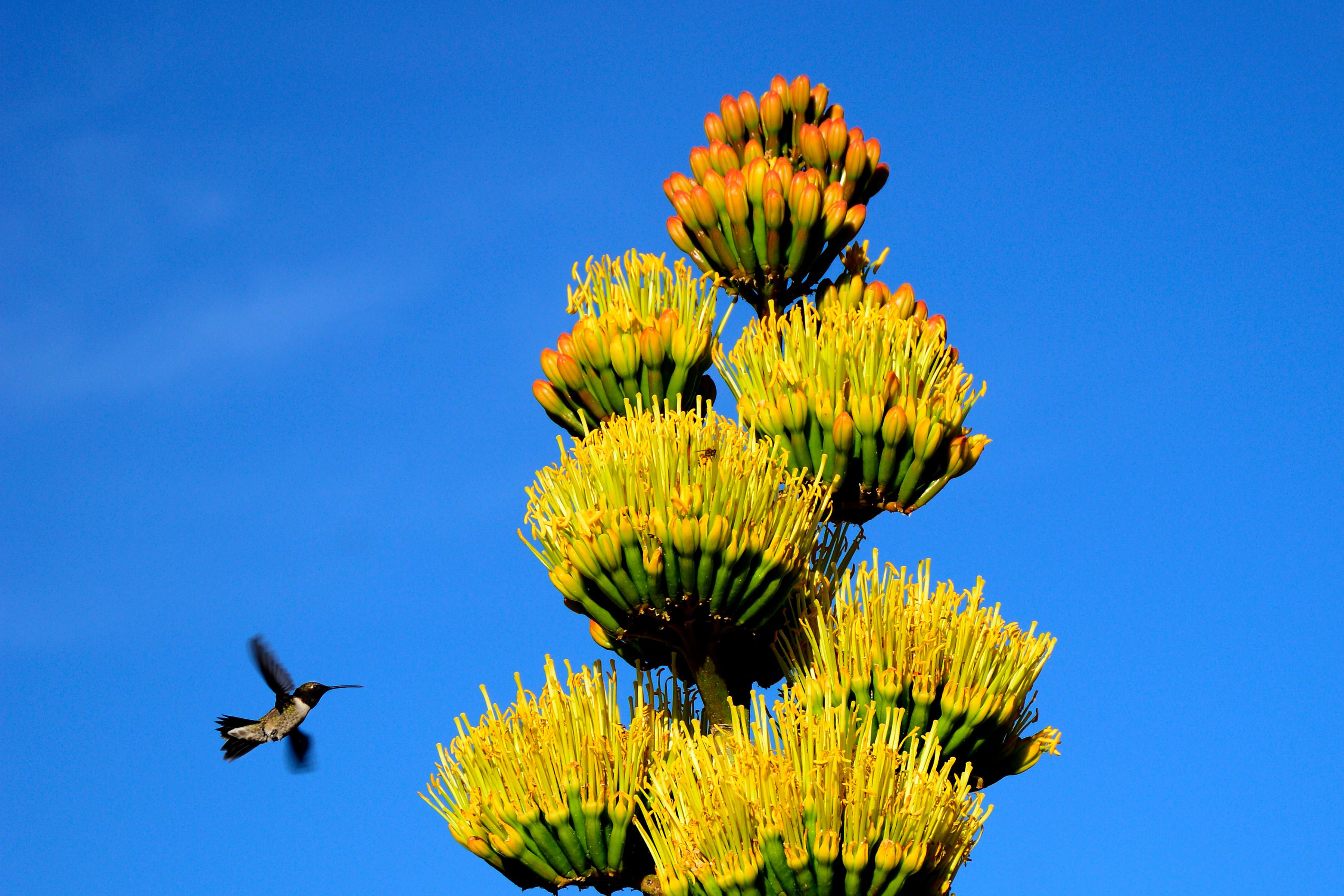 hummingbird