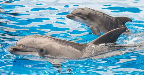 seaworld california bill