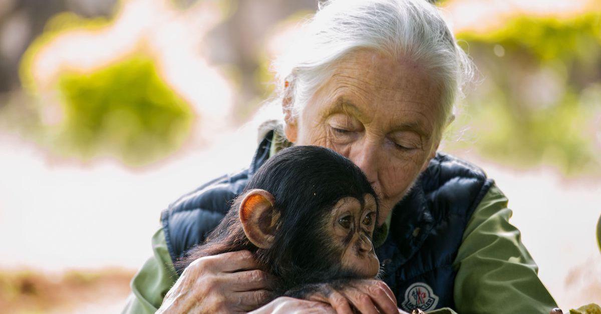 jane goodall chimp