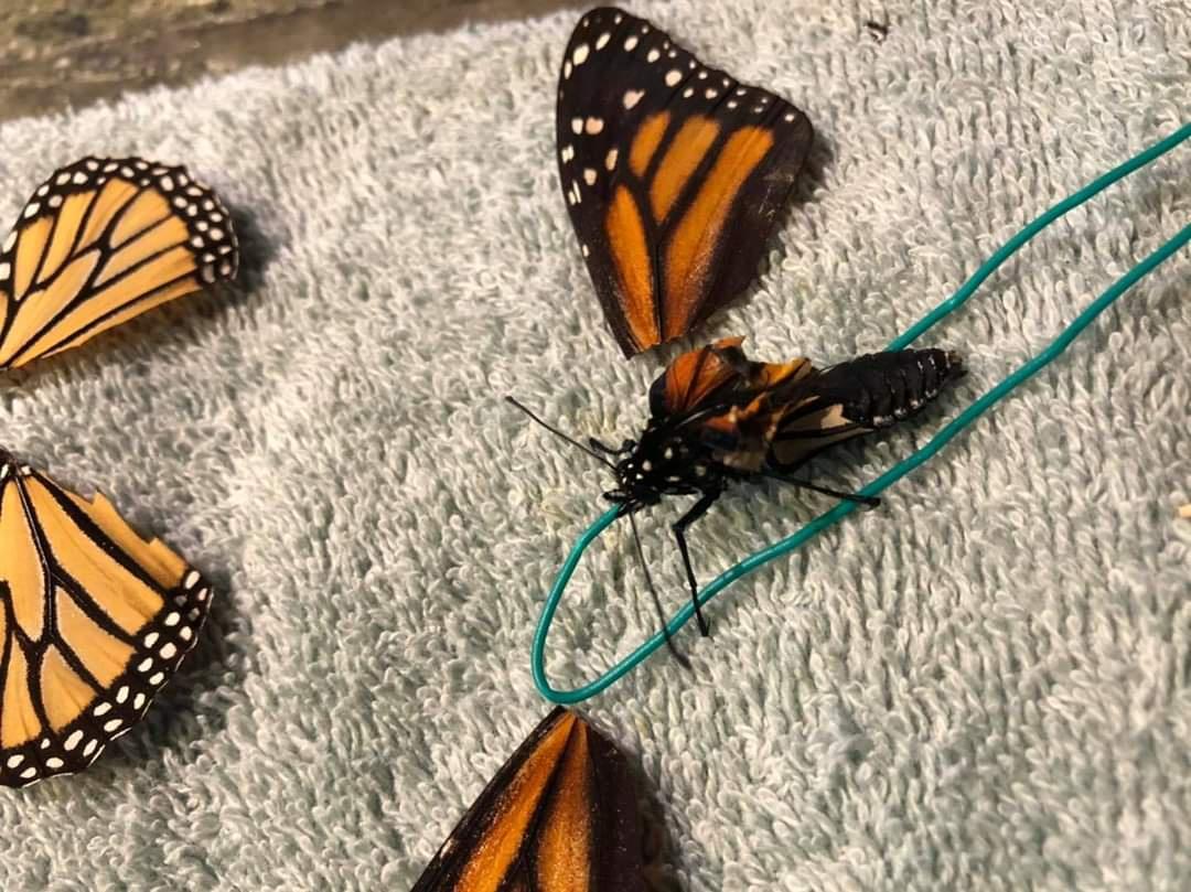 butterfly surgery