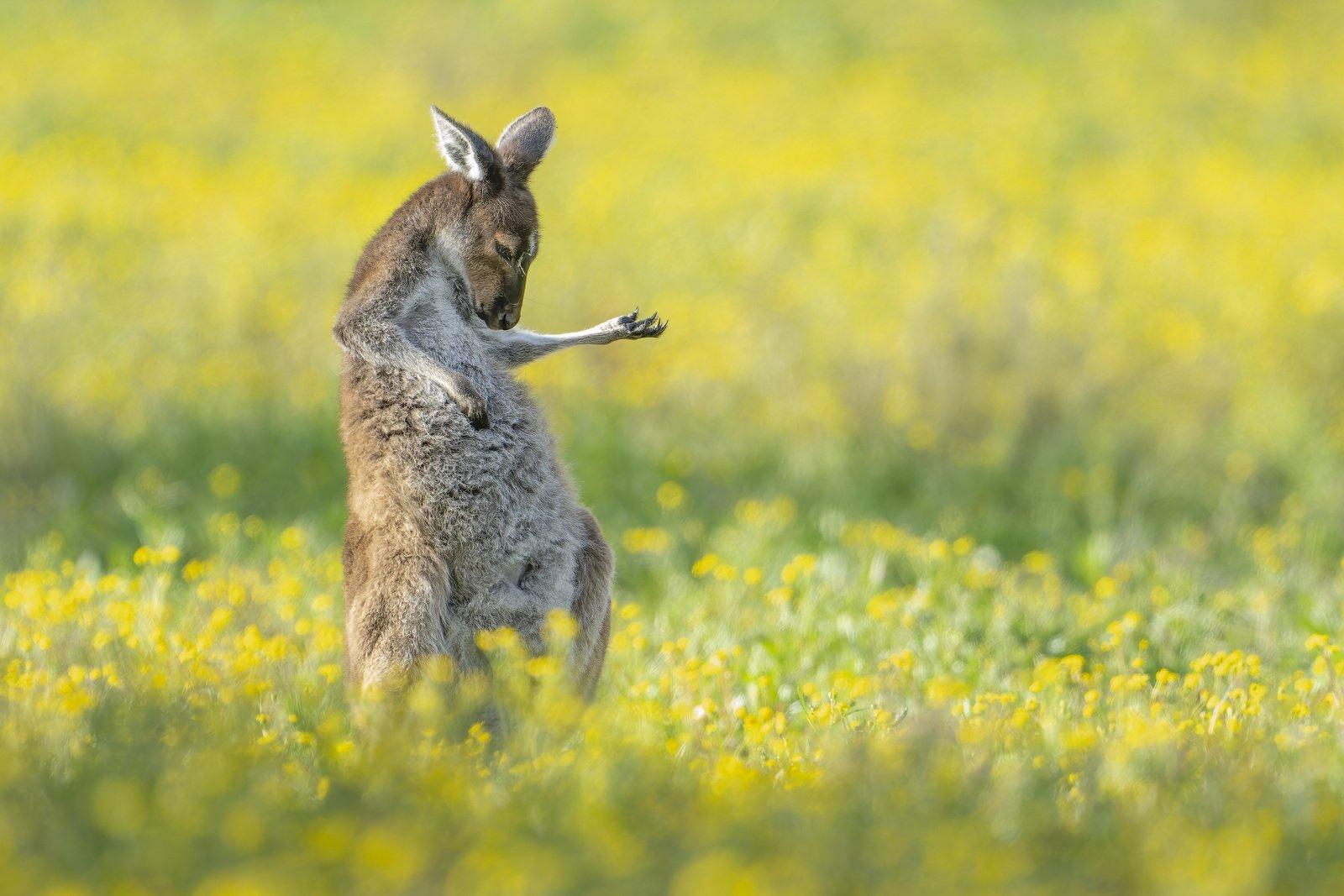 animal wildlife awards