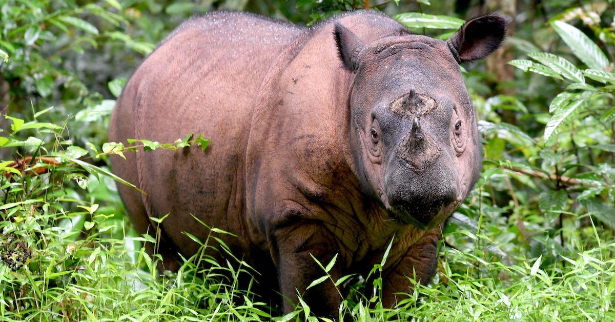 malaysia declares sumatran rhinoceros extinct