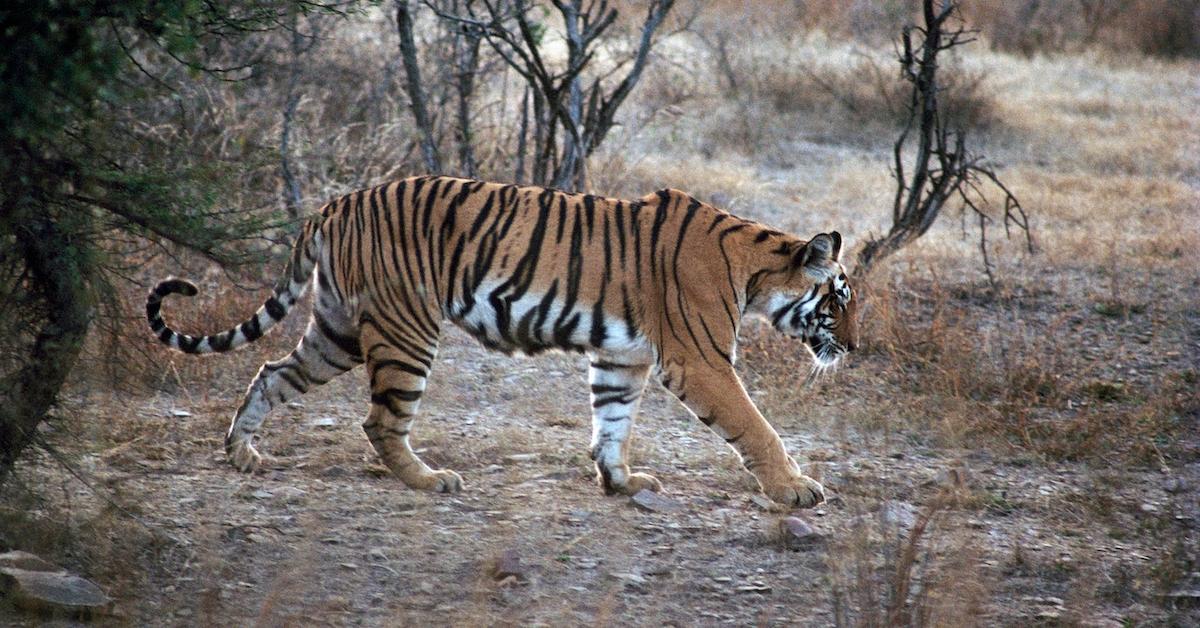 This couple bought 40 acres of forest near an Indian tiger reserve to preserve wildlife