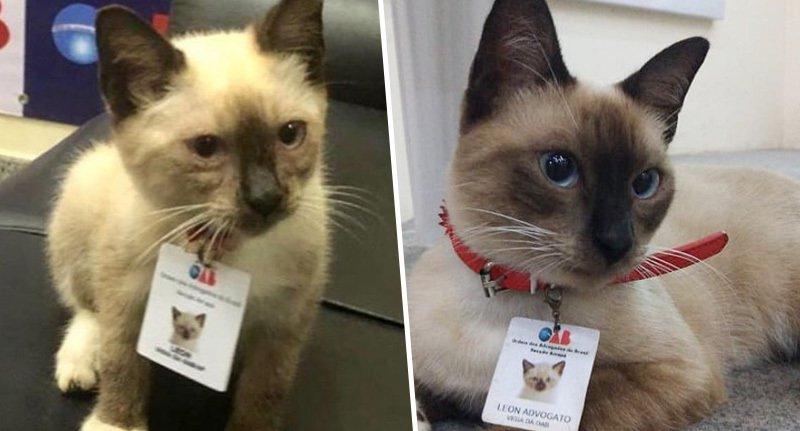 Law Firm Hires Stray Cat After People Complained About It Wondering Around The Office