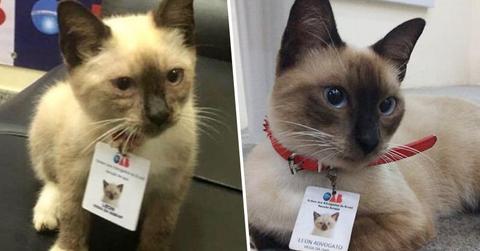 leon advogato lawyer cat