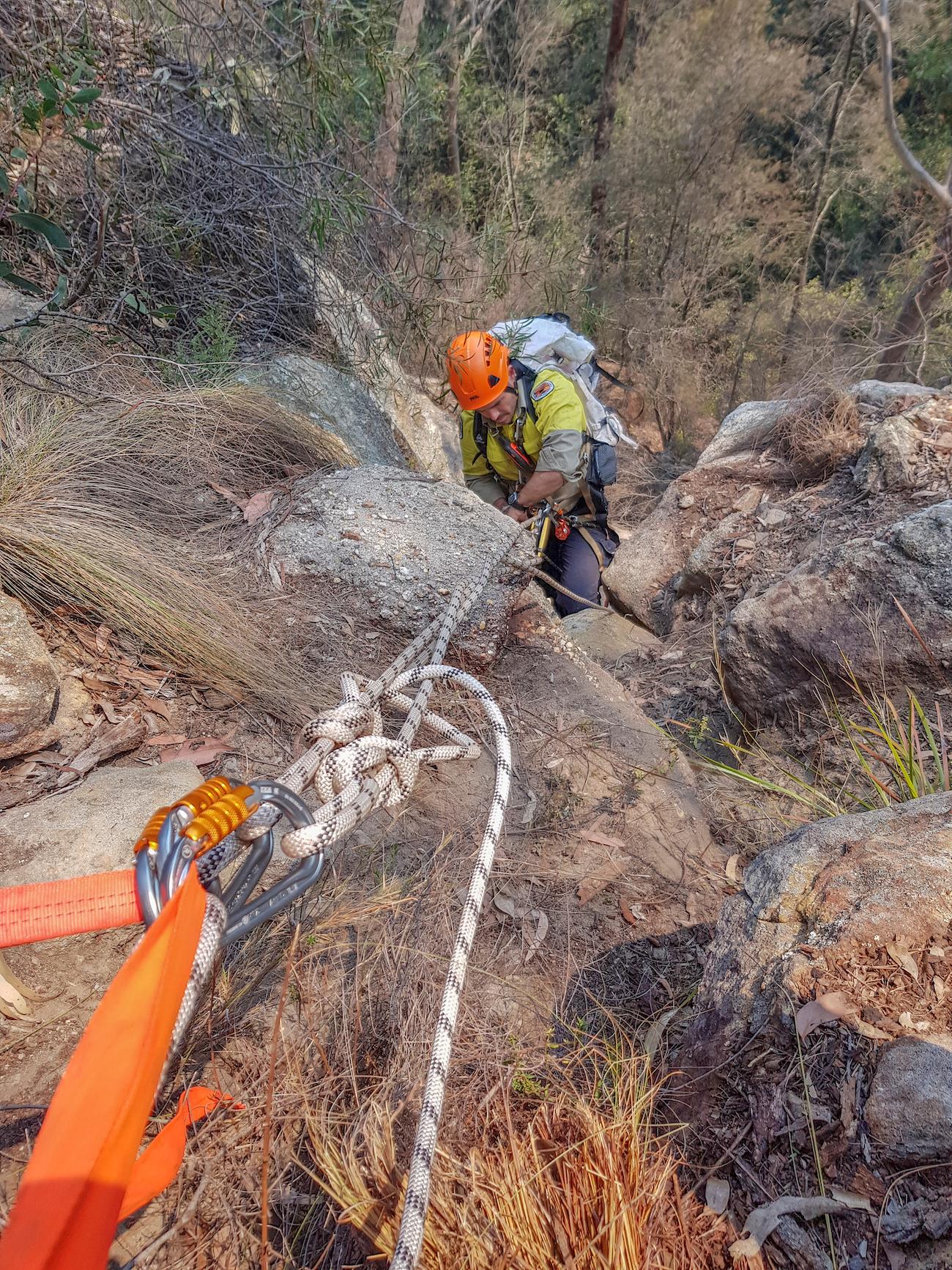 australian firefighters wollemi pine trees fires