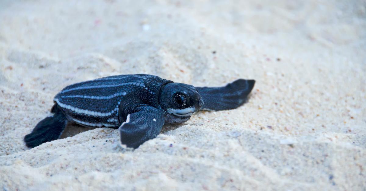 leatherback sea turtle