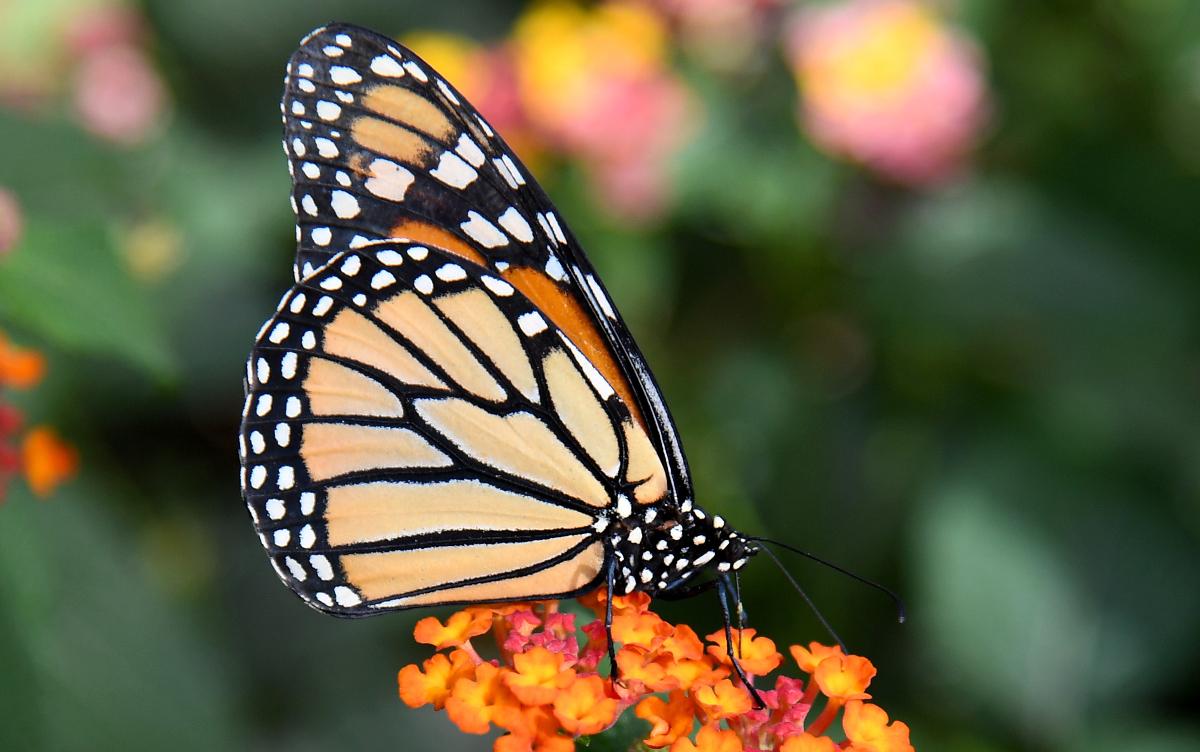 butterfly surgeon