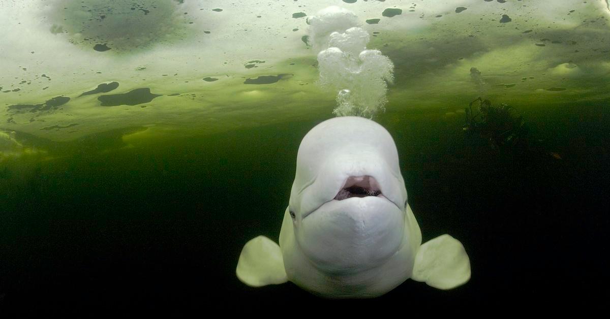 beluga whale endangered