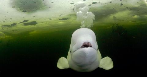 beluga whale endangered