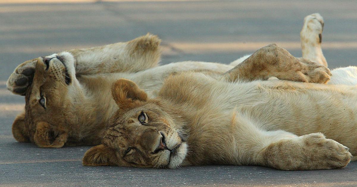 kruger lions road