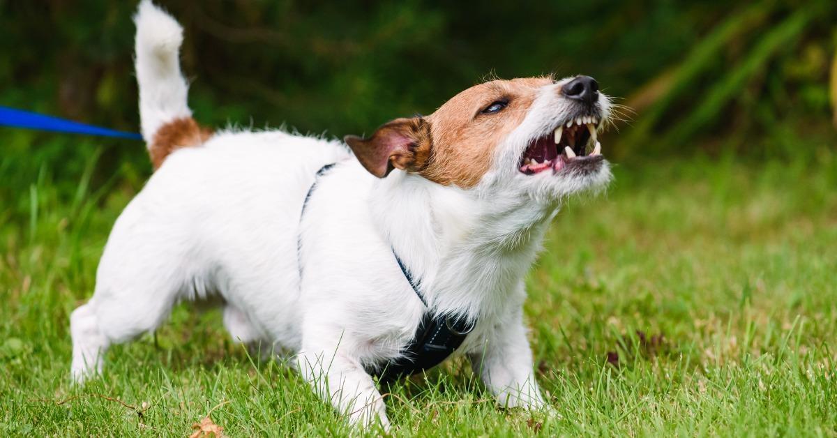 angry dog aggressively barking and defending his territory picture id