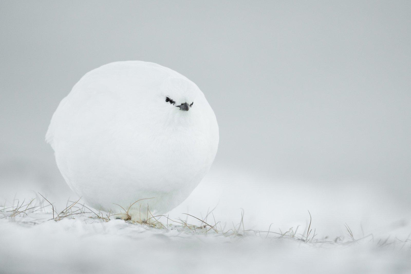 highly commendedjacques poulardsnowball