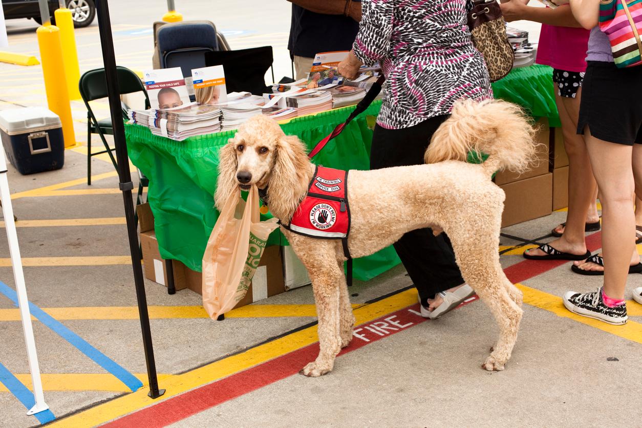 Viral letter reveals the dangers of fake service dogs