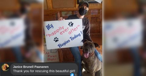 dog adopted days cover