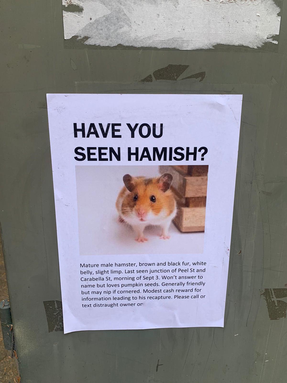 hamish hamster