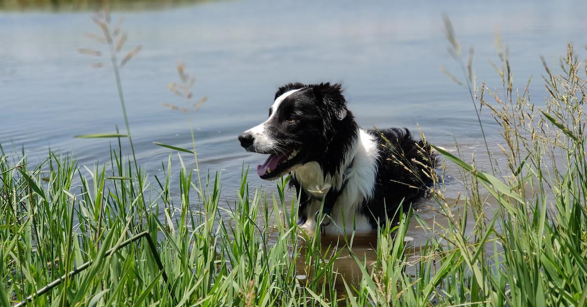 dog blue green algae bloom