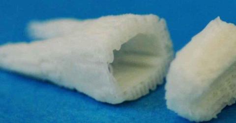 humanmolarscaffold x