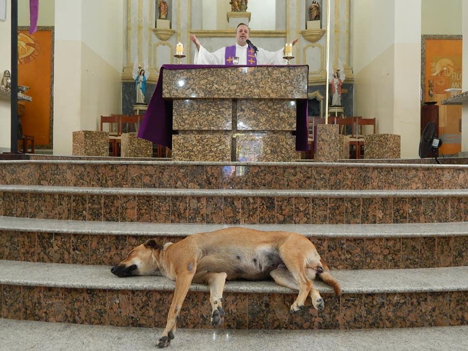 priest dogs